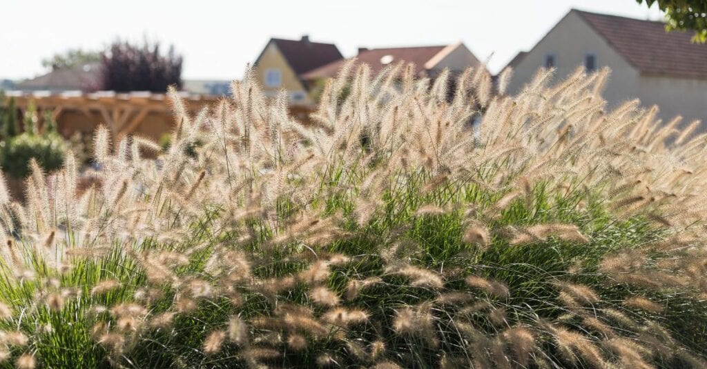Ces 5 plantes résistent le mieux à la chaleur