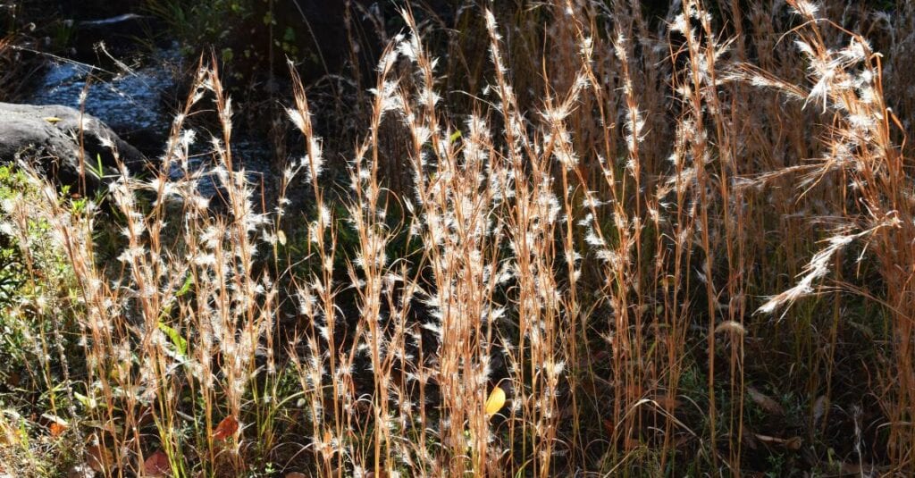 Quelles sont les plantes qui résistent le mieux à la chaleur ?