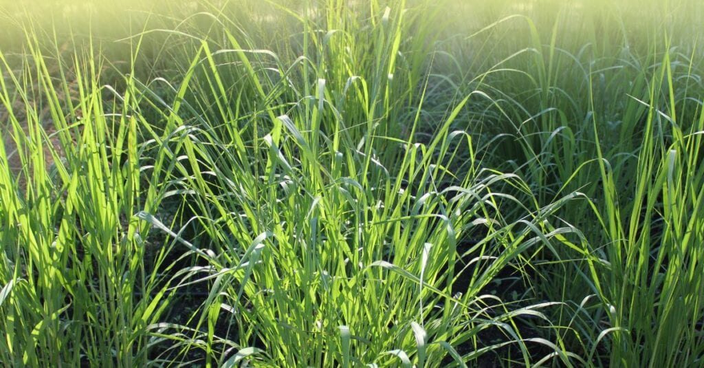 Les plantes qui résistent à la sécheresse et à la canicule