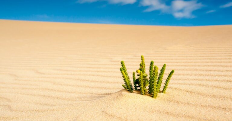 Quelles sont les plantes qui ne craignent pas la chaleur et le manque d'eau ?