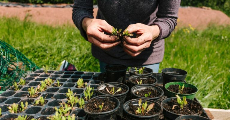 plantez ces 5 légumes une seule fois et profitez de la récolte pendant plusieurs années