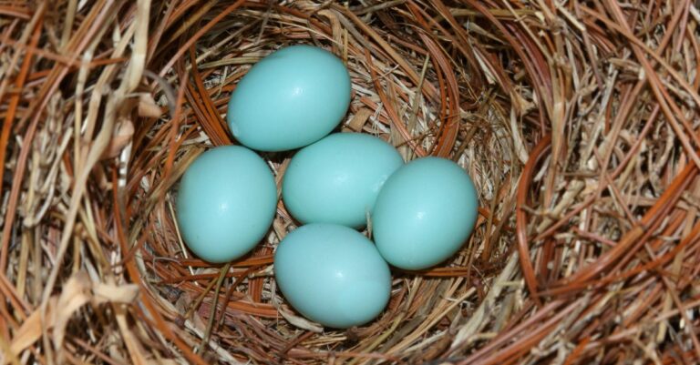 poule qui pond des oeufs bleus