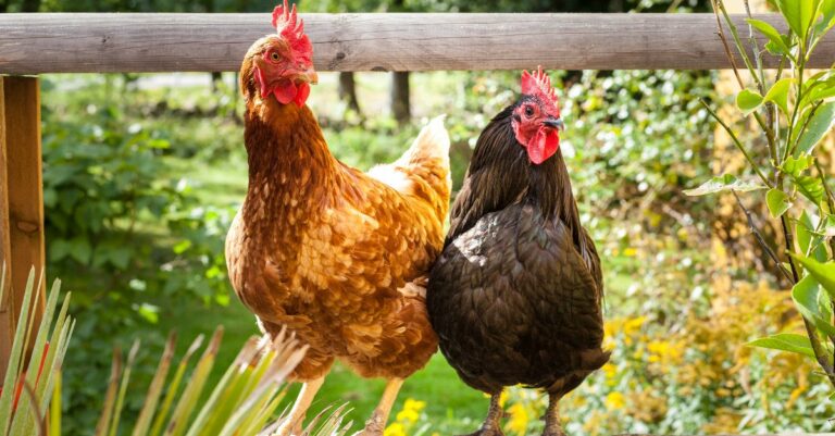 pourquoi elever poule dans son jardin