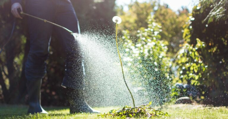 Quand se débarrasser des mauvaises herbes