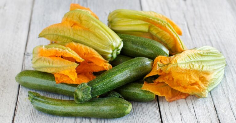 quand recolter les courgettes