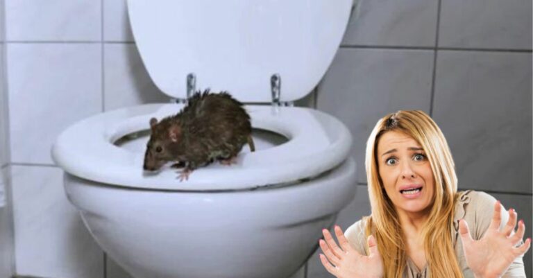 Comment éviter que les rats remontent les canalisations ?