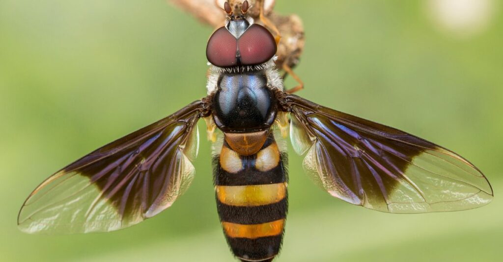 syrphe