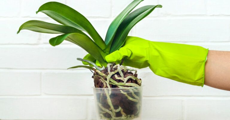 Comment bien tailler les racines d'une orchidée ?
