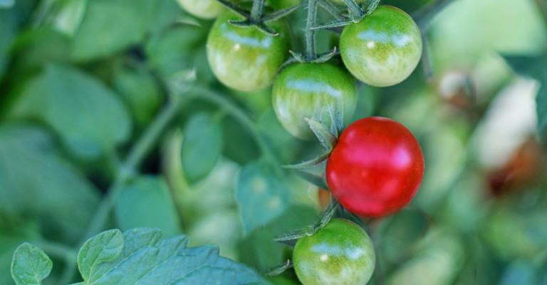 Les meilleures astuces pour faire mûrir ses tomates en automne