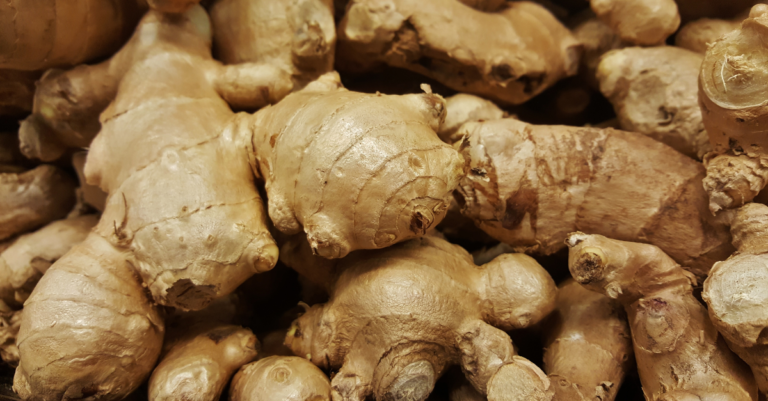 Comment planter du gingembre dans un pot ou dans son potager ?