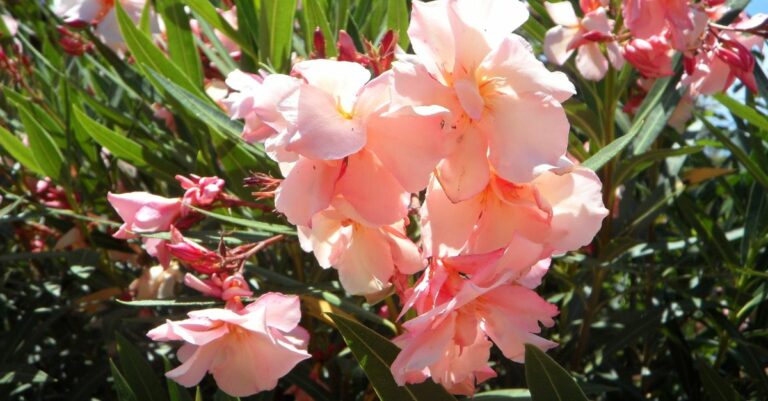 engrais pour laurier rose