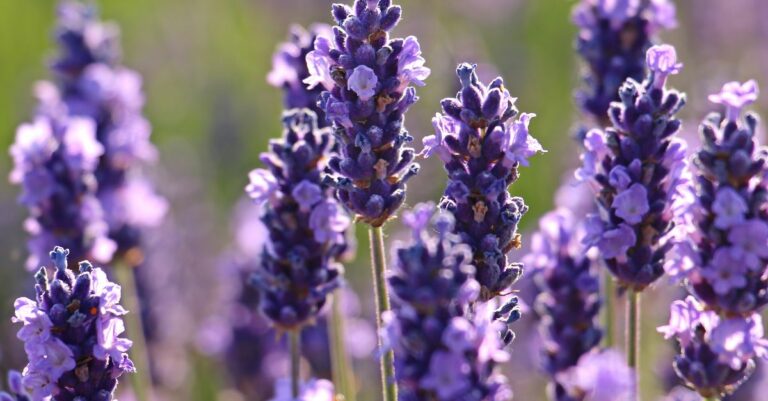 fleur hiver