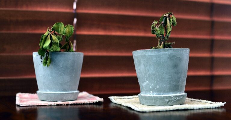 ma plante est desséchée : que faire ?