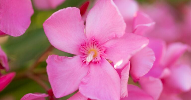 Les maladies courantes du laurier rose