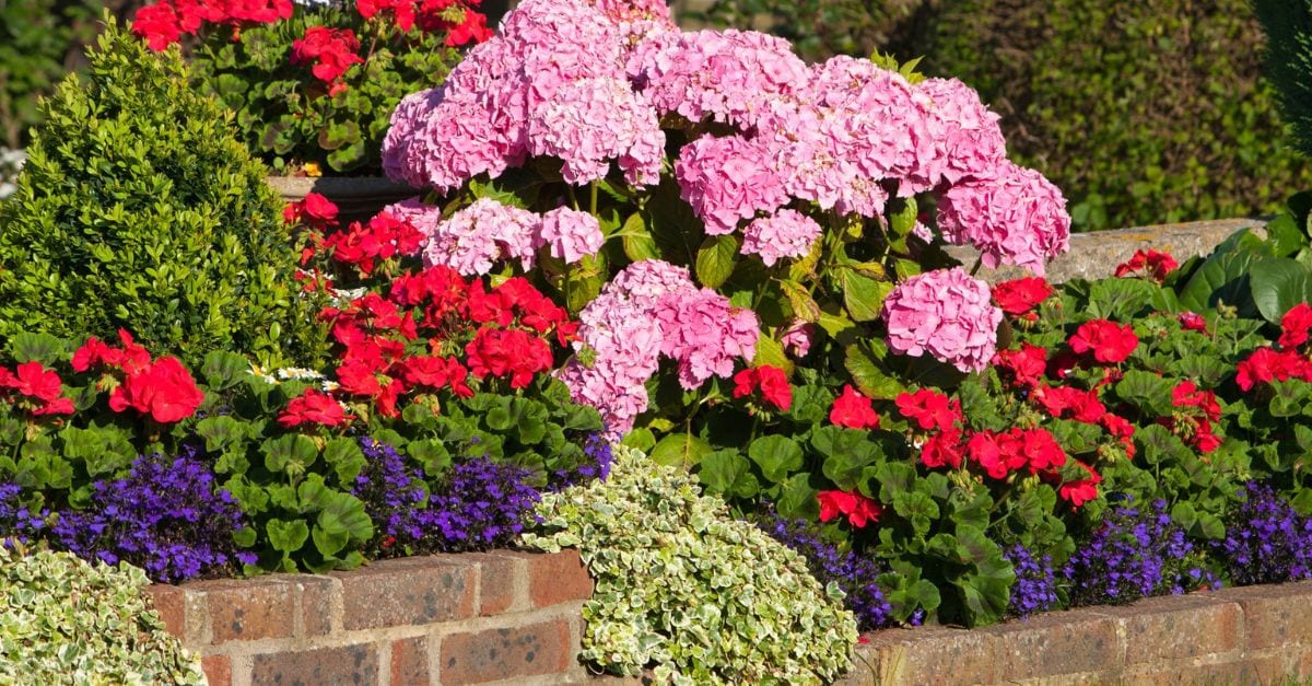 plante pour bordure de jardin