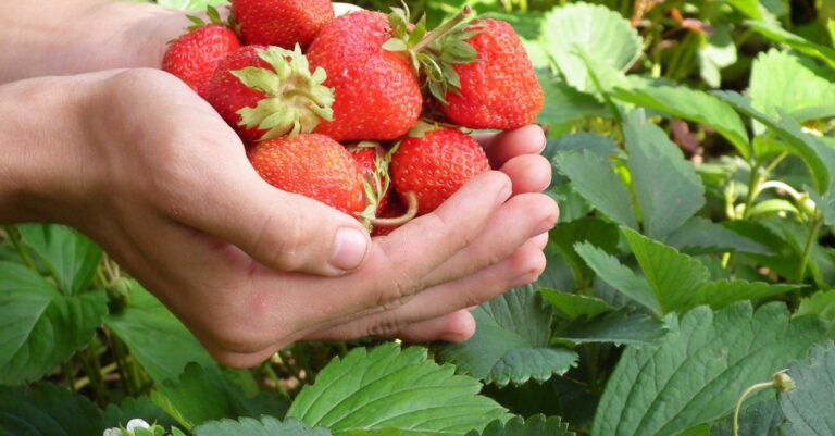planter fraisier