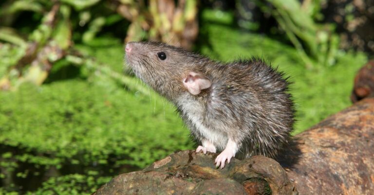 4 plantes pour repousser les rats dans le jardin