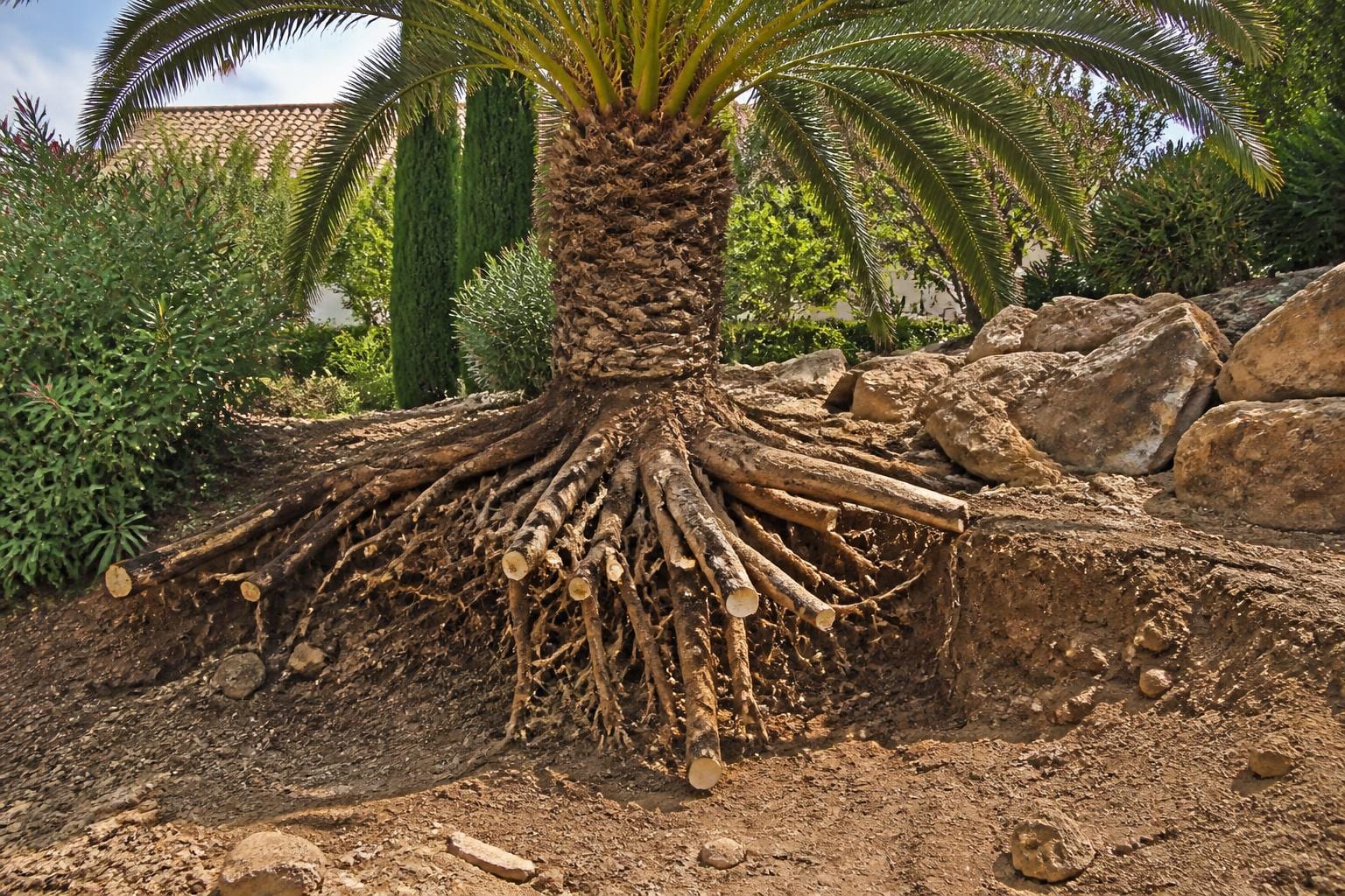 découvrez si tailler les racines d'un palmier est sans danger et comment procéder pour assurer sa survie tout en favorisant une croissance saine.