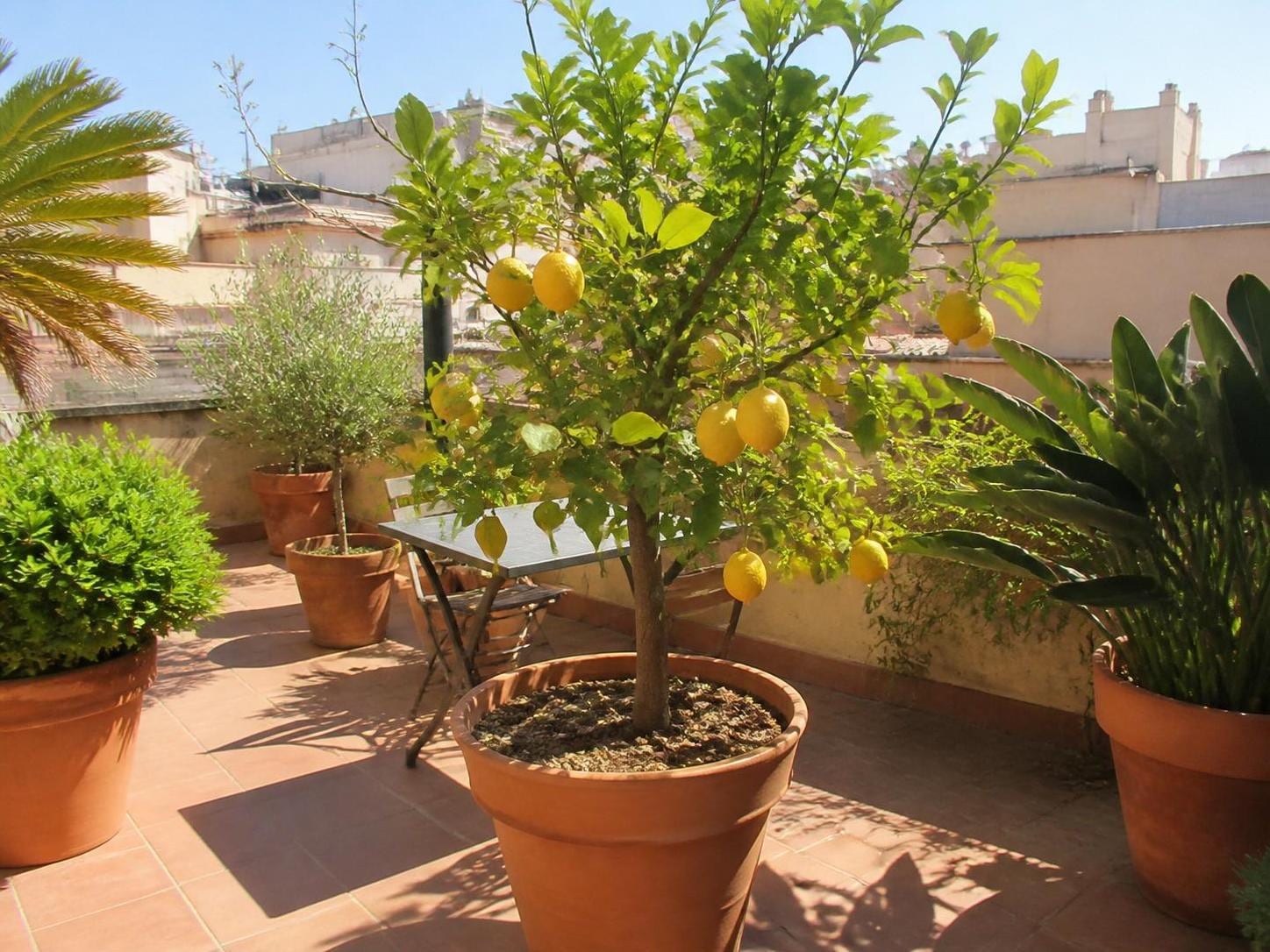 découvrez notre guide pratique pour réussir la culture d'un citronnier en pot à la maison, avec des conseils simples pour entretenir votre arbre et récolter de délicieux citrons.