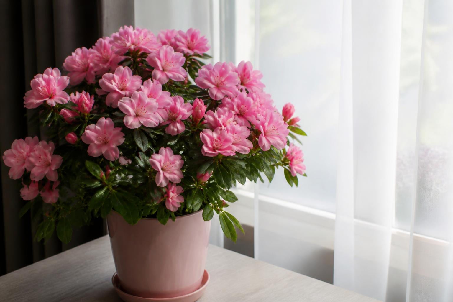 découvrez les astuces essentielles pour faire fleurir votre azalée d’intérieur toute l’année et profiter d’une plante éclatante et en pleine santé chez vous.