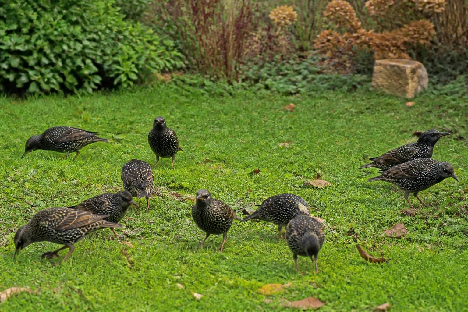 découvrez pourquoi les étourneaux visitent votre jardin et les raisons étonnantes derrière leur présence fréquente.
