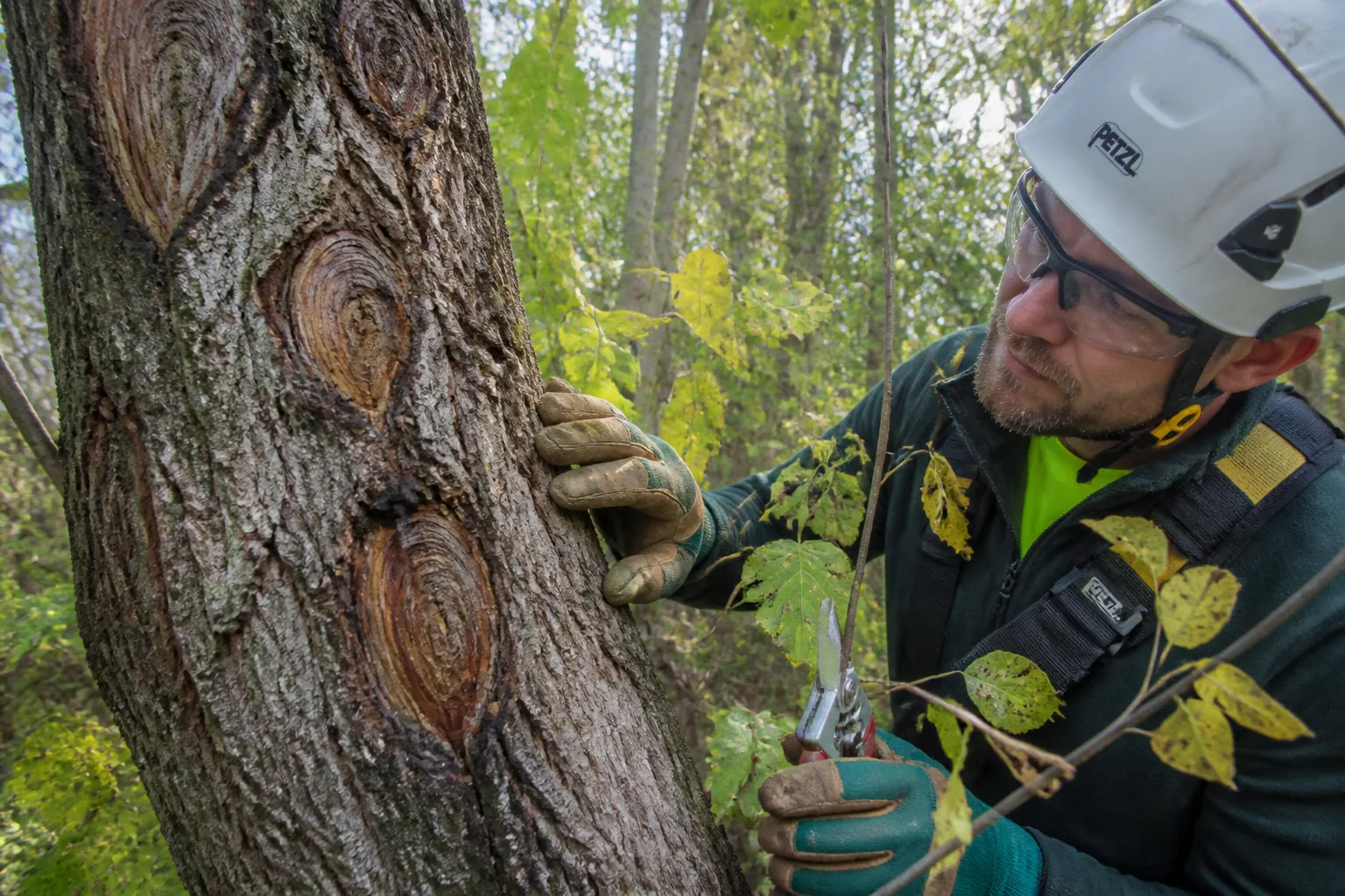 Chancre cytosporien : reconnaître cette maladie des arbres et limiter les dégâts