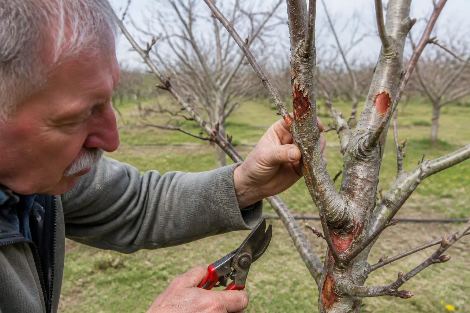 Chancre des arbres fruitiers : reconnaître, tailler et prévenir la maladie