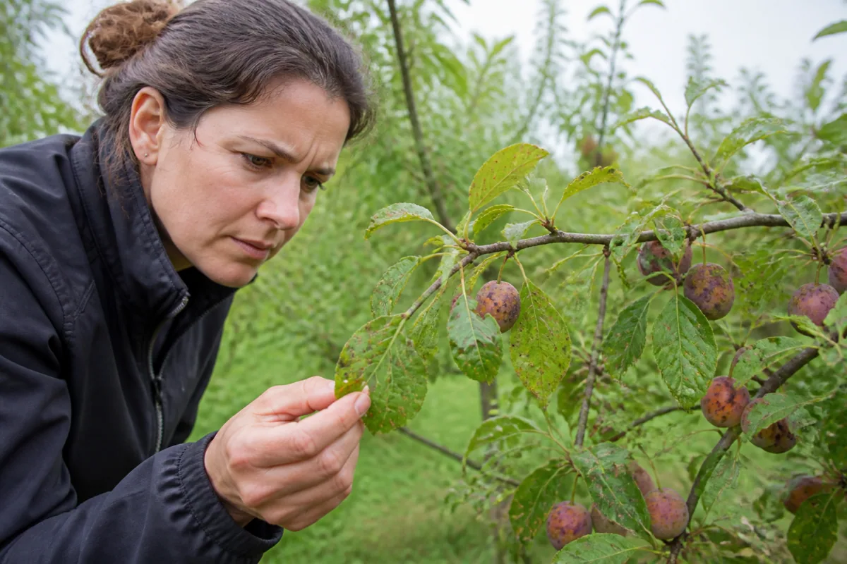 Coryneum ou criblure : reconnaître les feuilles trouées et traiter les arbres fruitiers