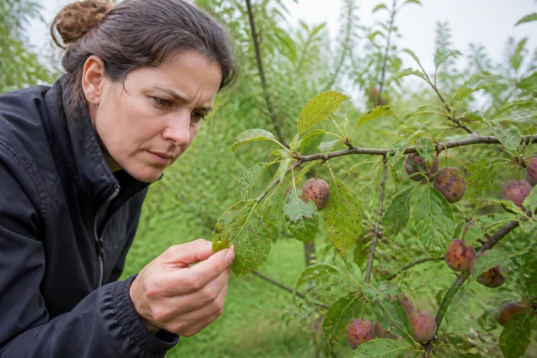 Coryneum ou criblure : reconnaître les feuilles trouées et traiter les arbres fruitiers