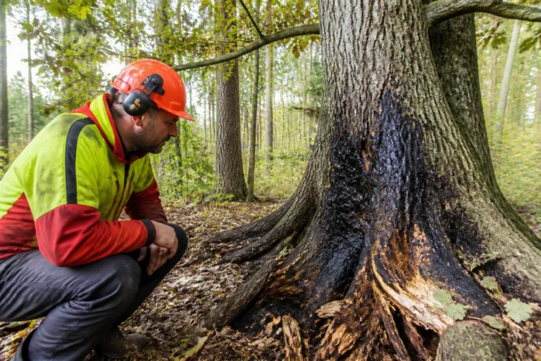 Encre du chêne : symptômes, causes et risques pour les arbres