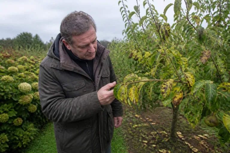 Entomosporiose : symptômes, prévention et traitement sur arbres et arbustes