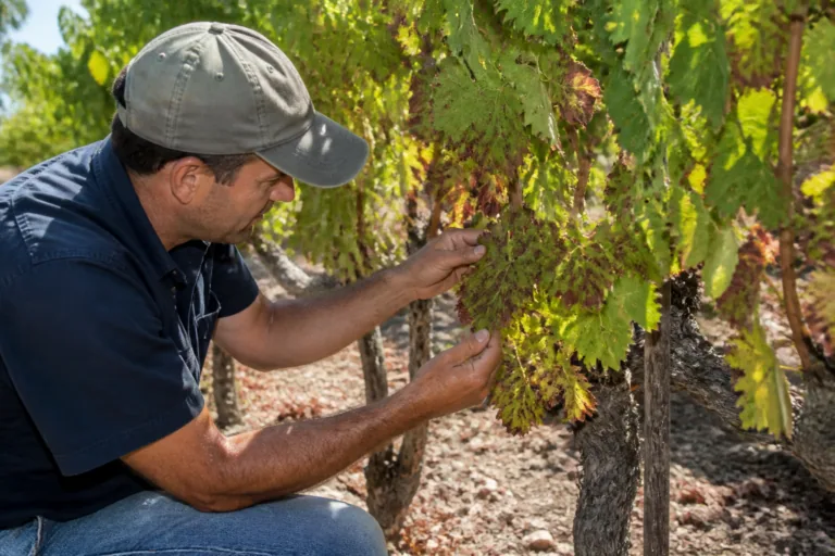Esca de la vigne : symptômes, causes et méthodes de prévention