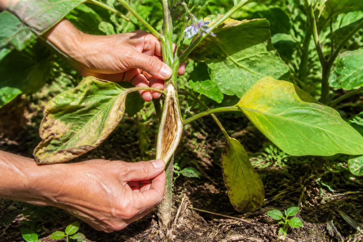 Flétrissement verticillien : symptômes, plantes touchées et prévention