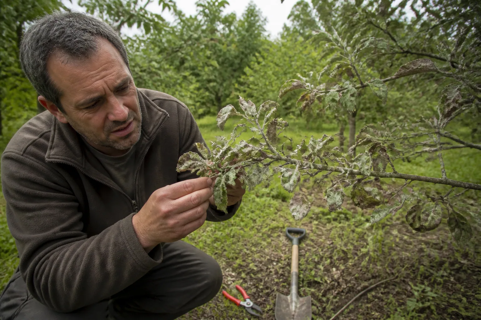 Maladie du plomb des arbres fruitiers : symptômes et moyens de lutte