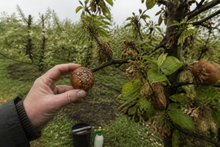 Moniliose des arbres fruitiers : symptômes, prévention et traitement