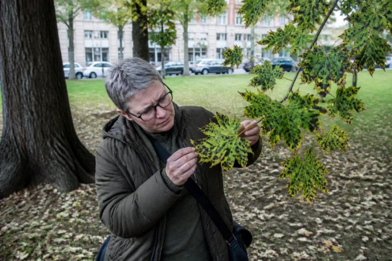 Tache goudronneuse des feuilles : symptômes, causes et impact sur les arbres