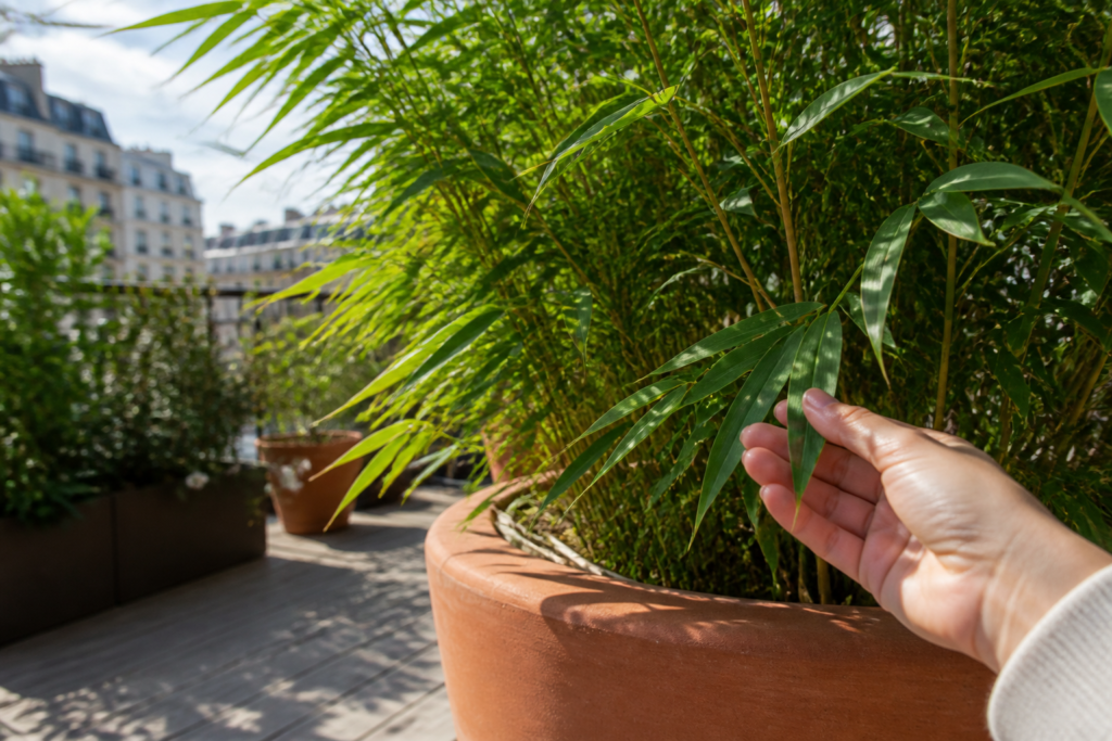 Bambou en pot : les variétés à choisir pour éviter les mauvaises surprises