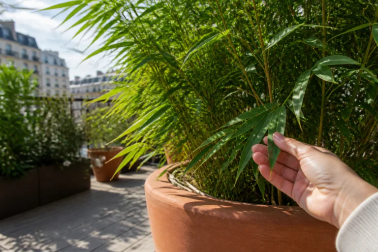 Bambou en pot : les variétés à choisir pour éviter les mauvaises surprises