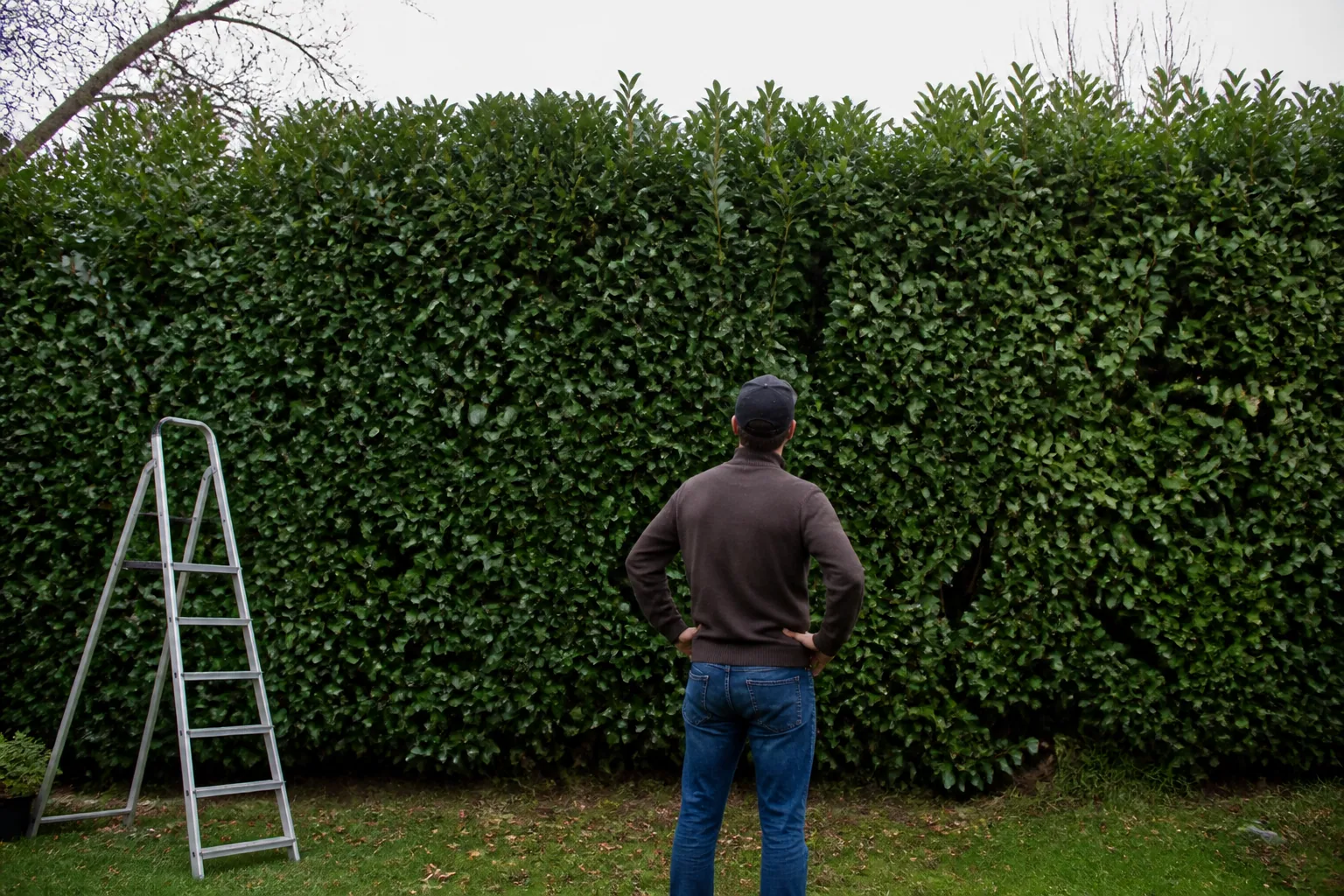 Haie persistante : quelles plantes choisir pour être caché toute l’année ?