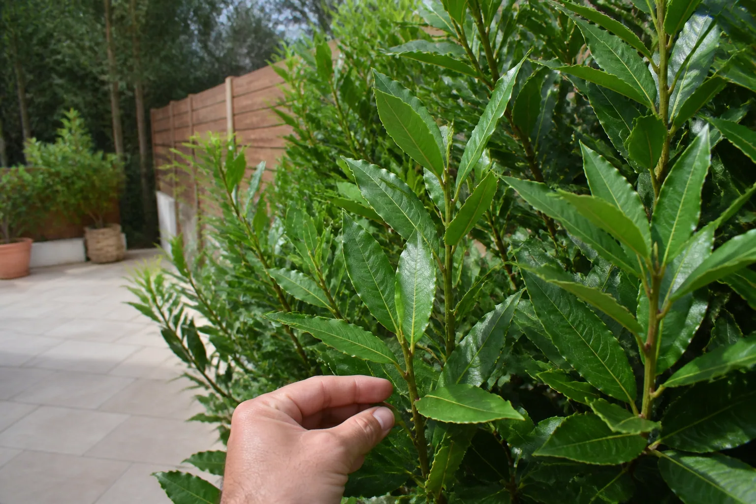 Laurier sauce en haie : l'allié résistant qui habille votre jardin