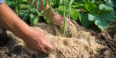 Paillage au jardin : les matières à privilégier selon vos plantes