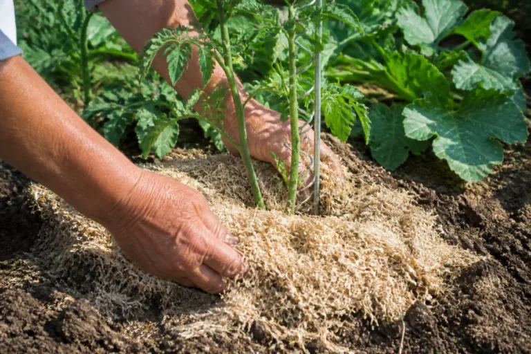 Paillage au jardin : les matières à privilégier selon vos plantes