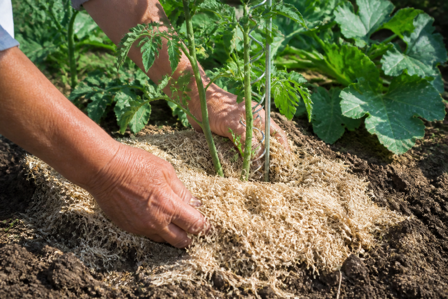 Paillage au jardin : les matières à privilégier selon vos plantes